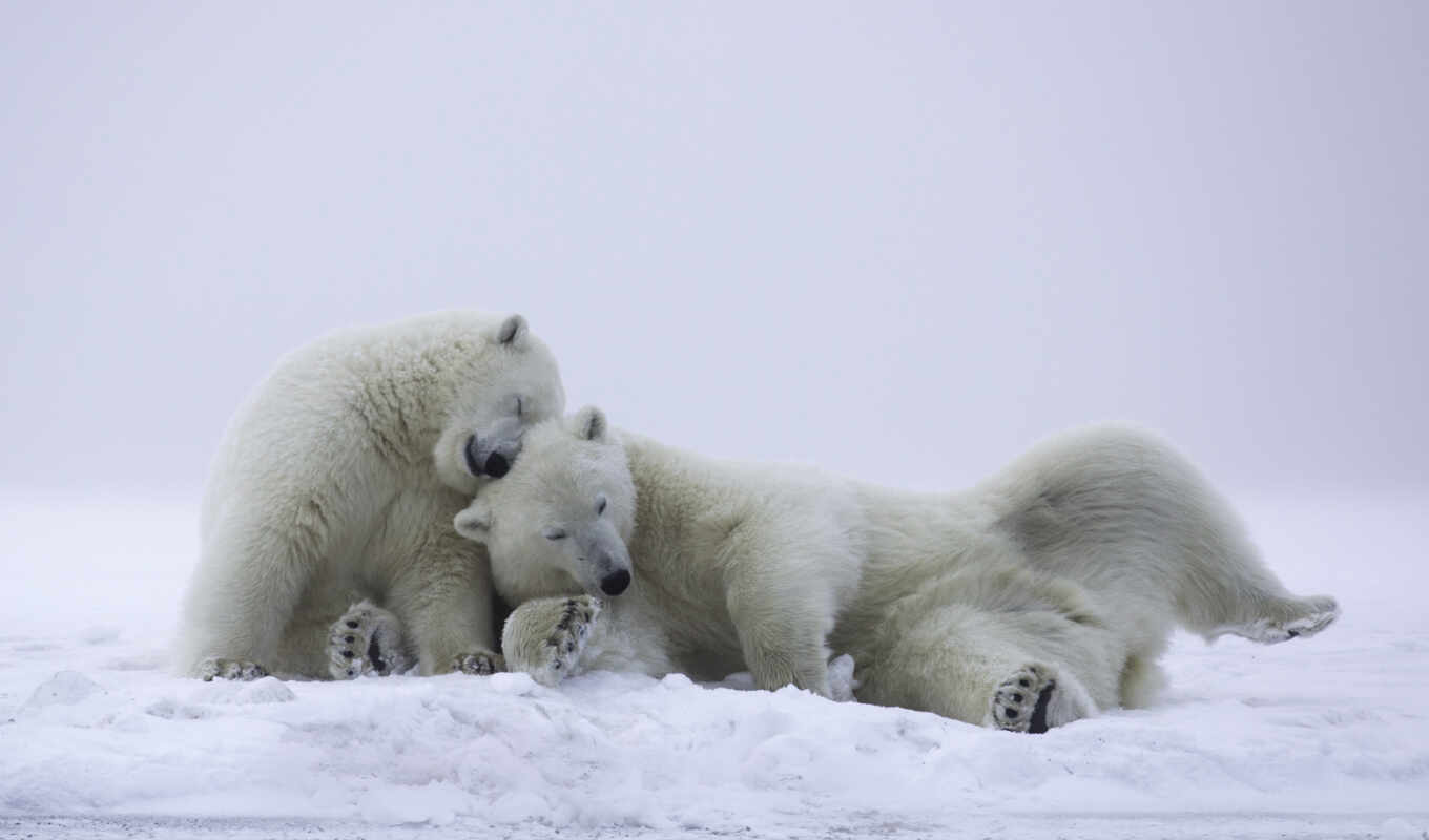 природа, white, медведь, polar
