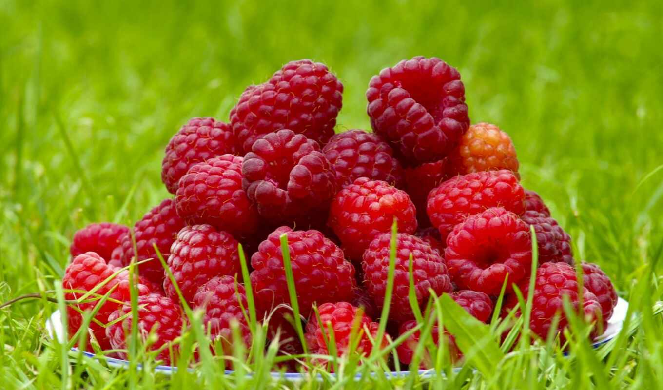 nature, summer, beautiful, raspberry, berry