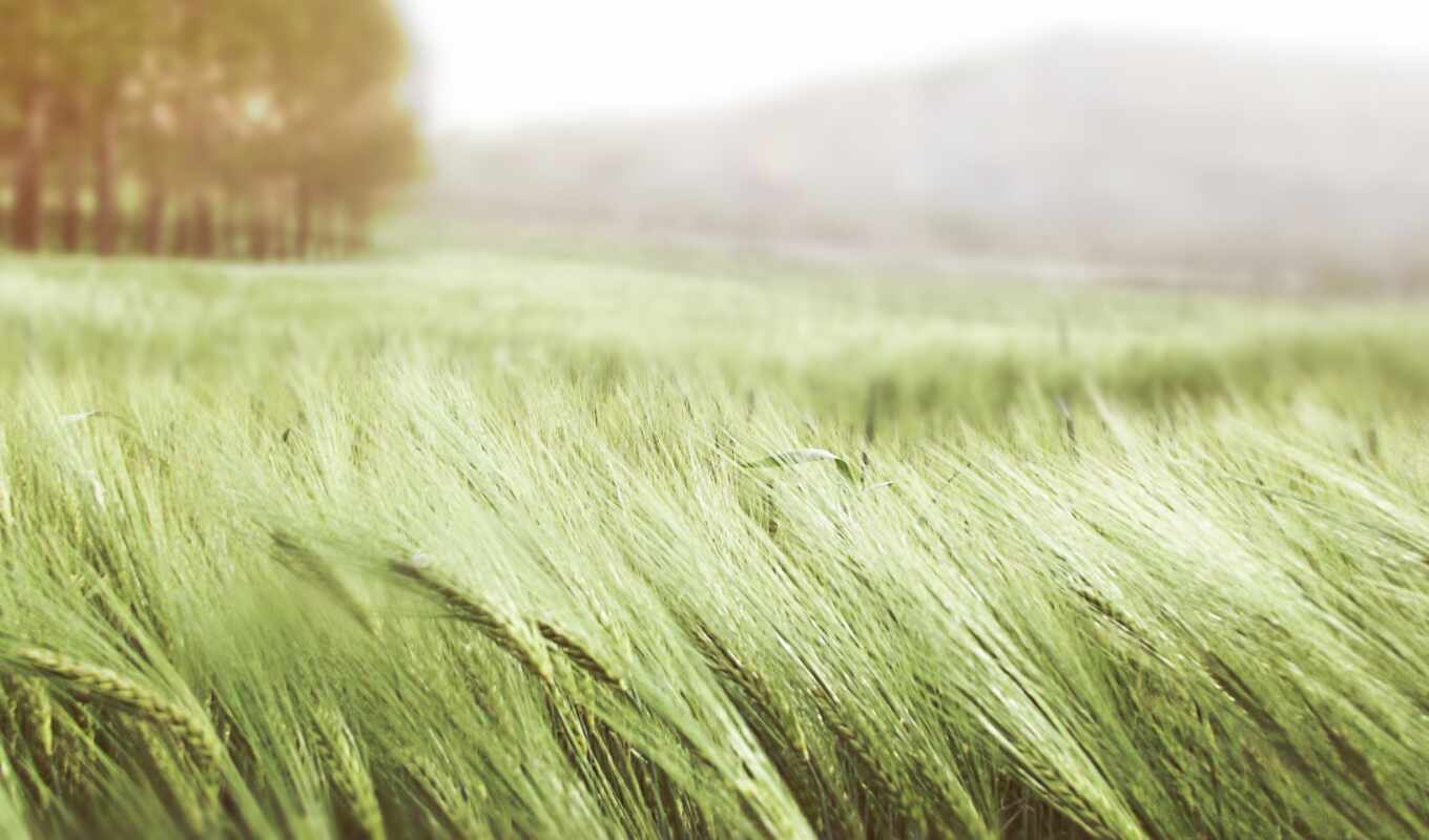 трава, поле, серьги, ветер, пшеница
