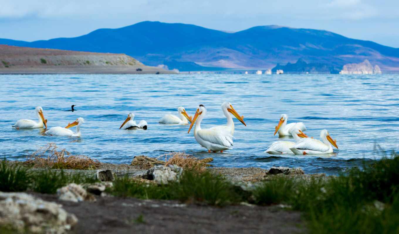 озеро, фото, art, white, животные, остров, птица, американский, park, camp, pelican