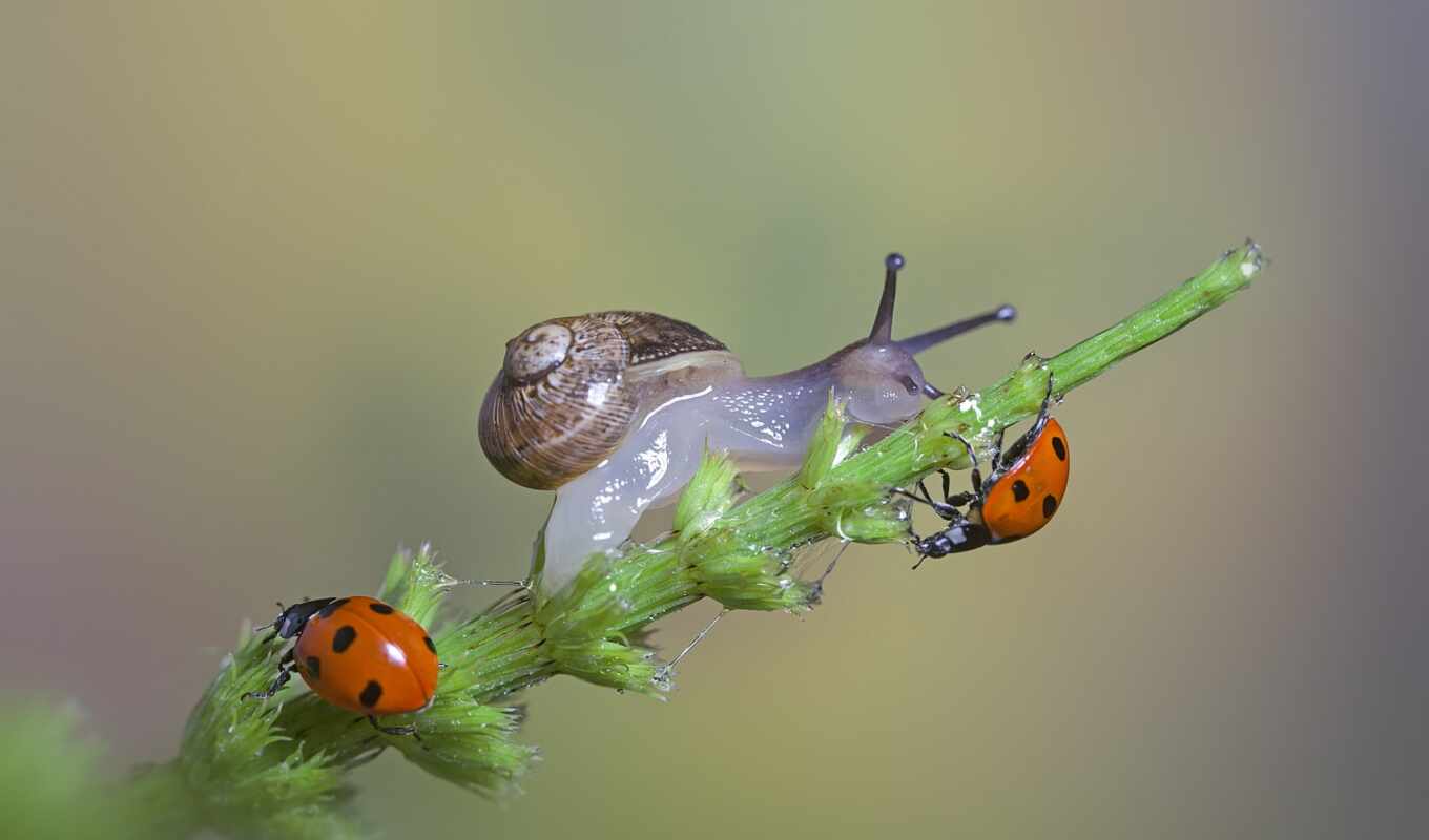 desktop, macro, grass, blade, snail, ladybugs, uhd