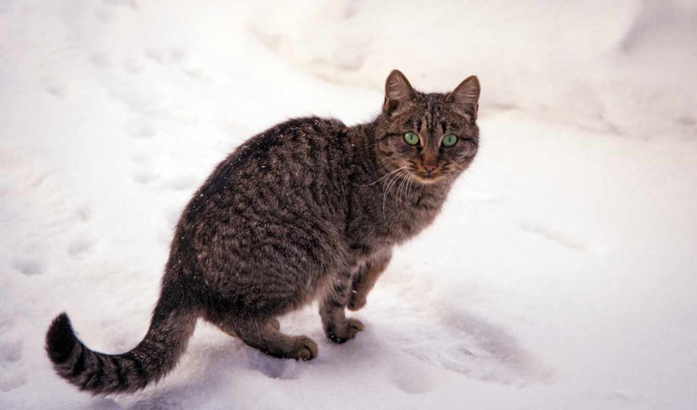 nature, picture, light, snow, winter, cat, green, striped