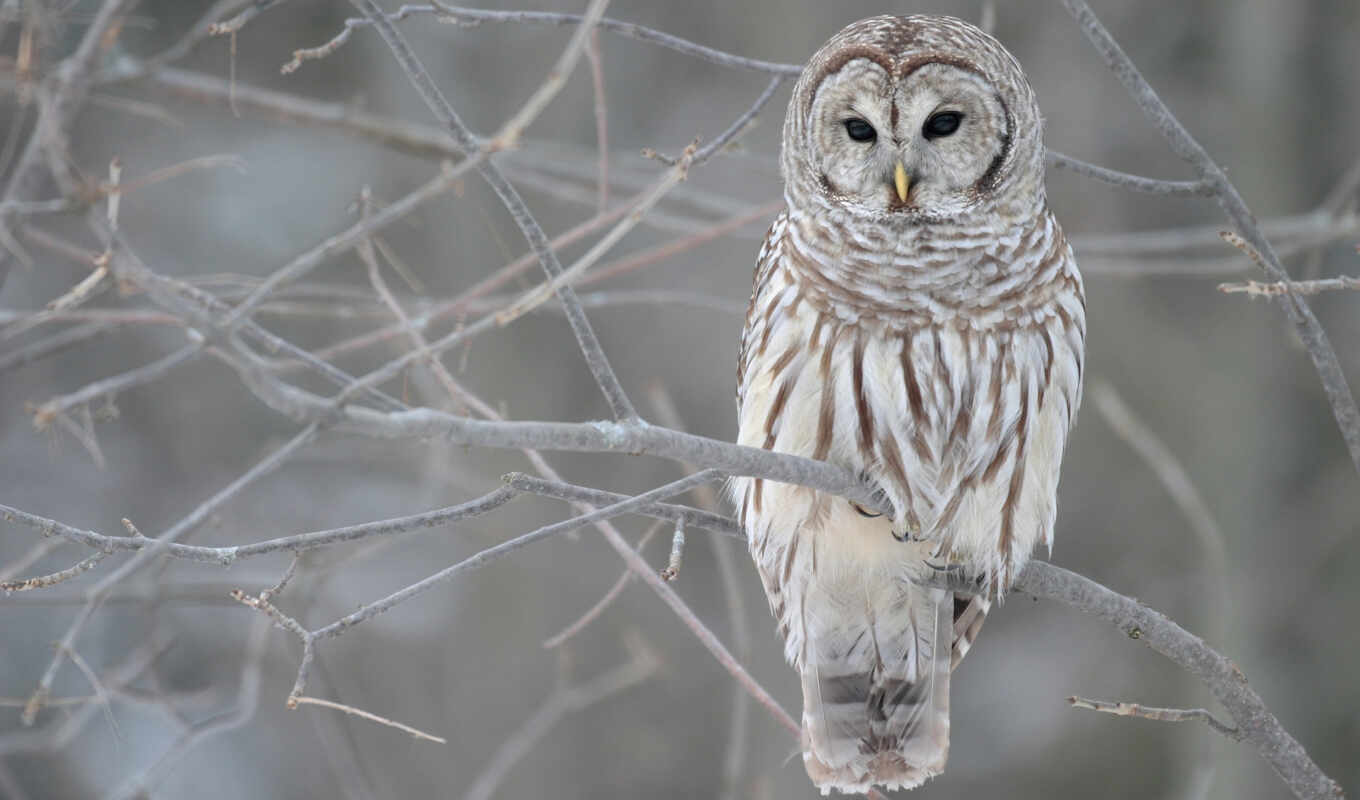 white, cry, owl, movies, forest, of the