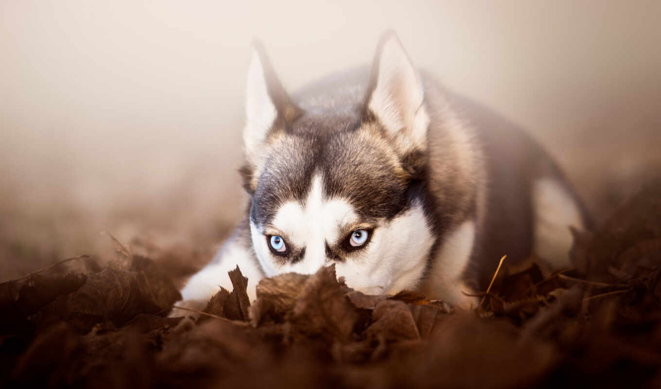 blue, eye, eyes, dog, see, puppy, husky, nature, vzglyad, siberian, juho
