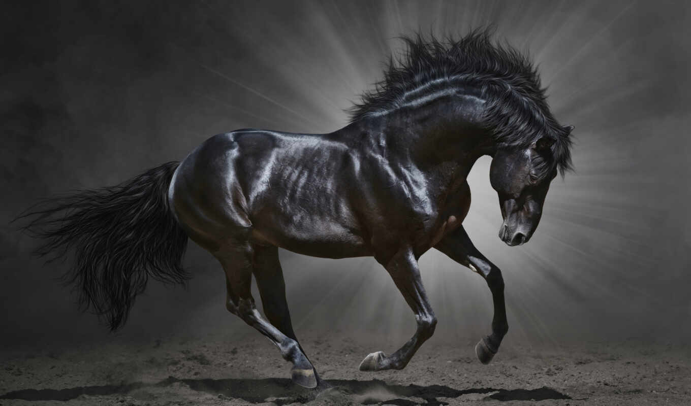 черная, лошадь, animal, грива, running, run, stallion, permission, фотообои