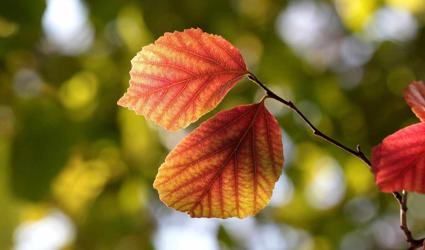 nature, sheet, sun, red, autumn