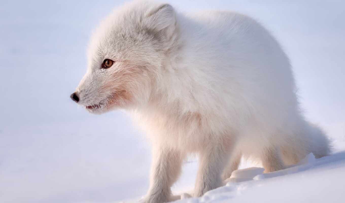 hair, fox, arctic