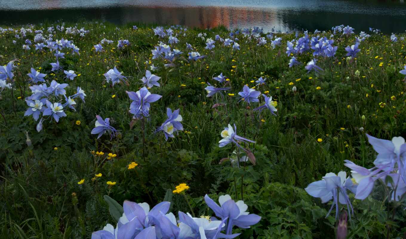 озеро, природа, цветы, purple, гора, пост, луг, aquilegia, aor