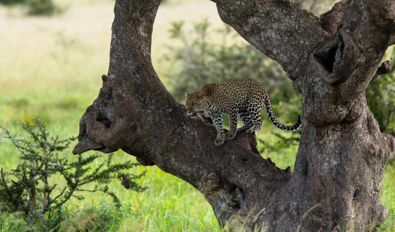 леопард, african, pardus