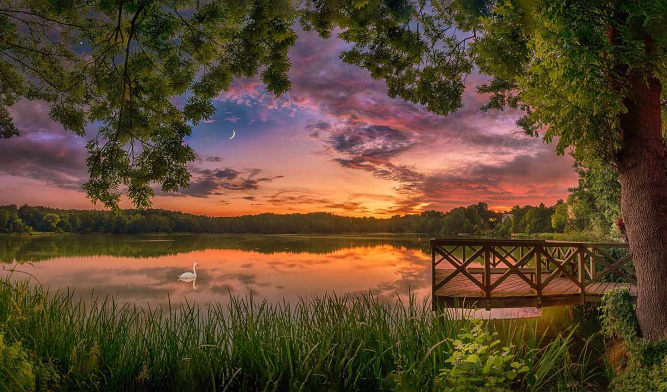 lake, tree, sunset, bird, swan