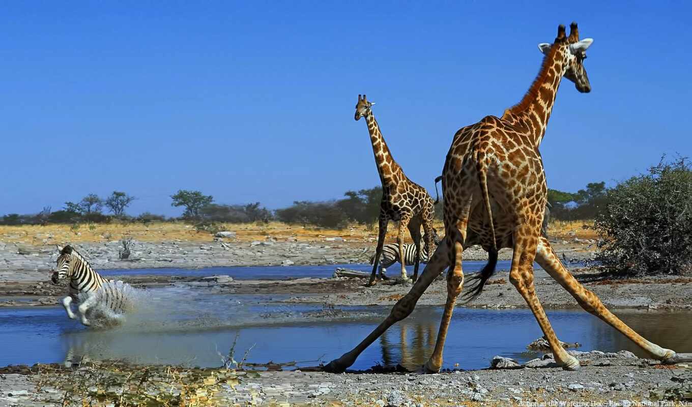 жирафа, funart, prozhirafa