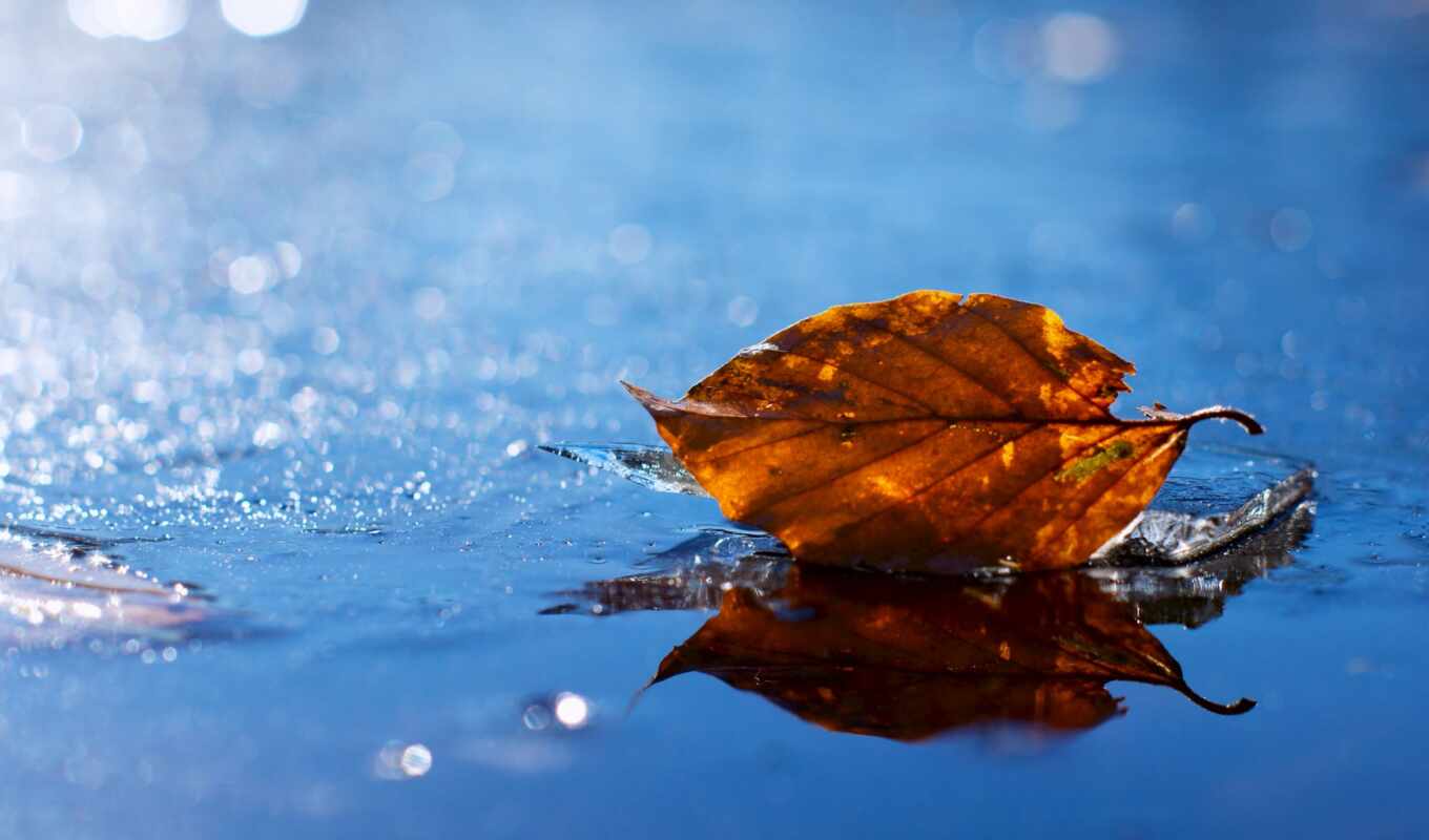 лист, water, осень, yellow