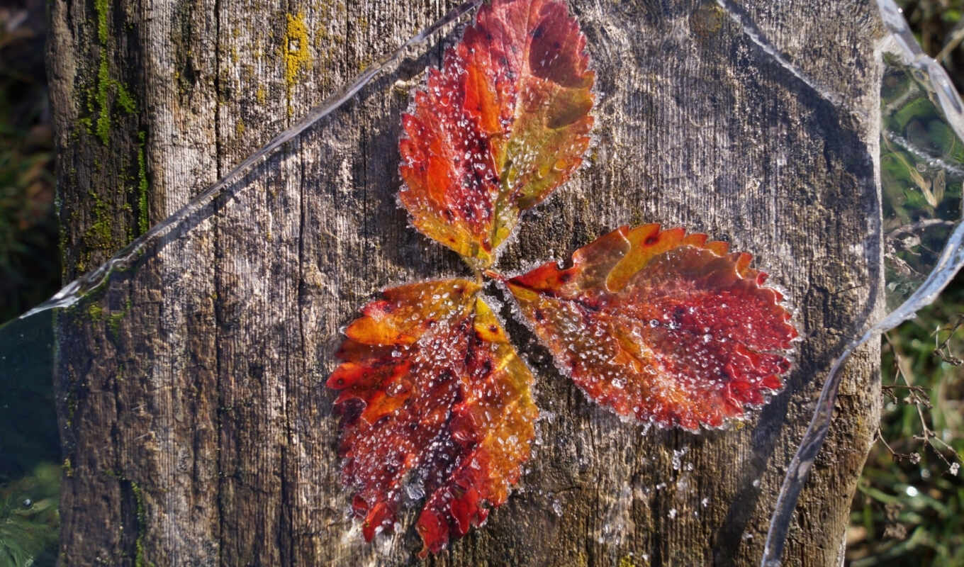 макро, листья, лед, осень, первые, заморозки