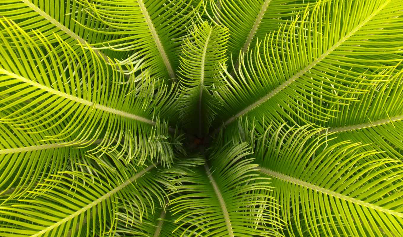 palm, leaf