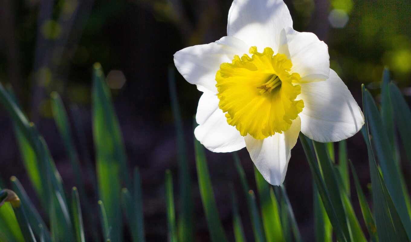цветы, cool, daffodil