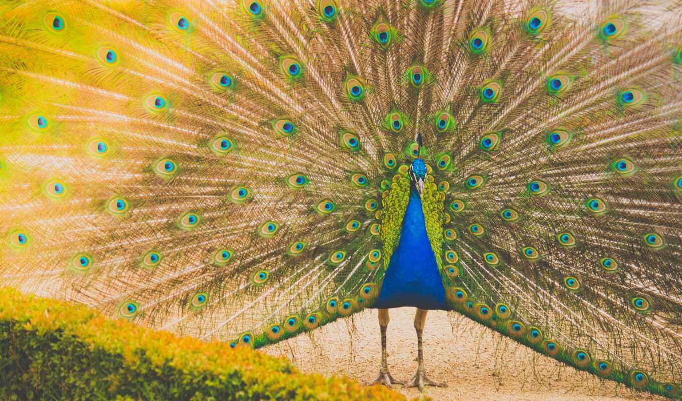light, bird, tail, wallbox, peacock