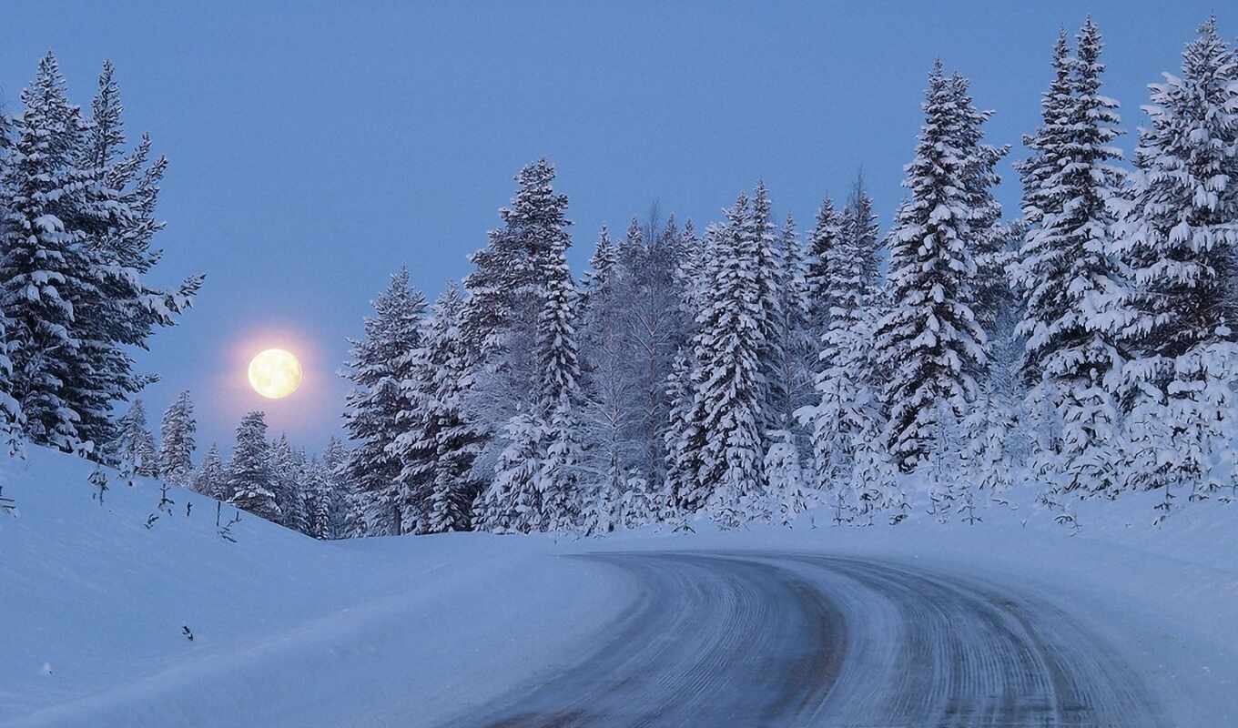 moon, winter, forest, expensive