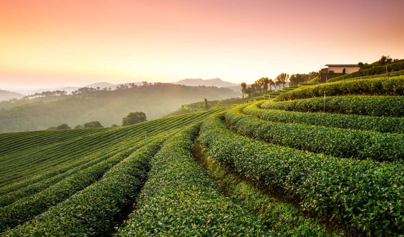 чая, плантация