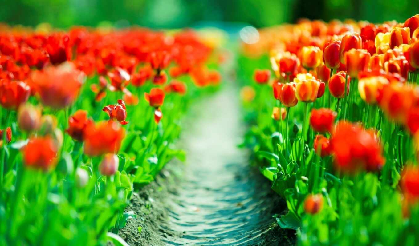 широкоформатные, изображение, года, весна, тюльпаны, весенние, cvety