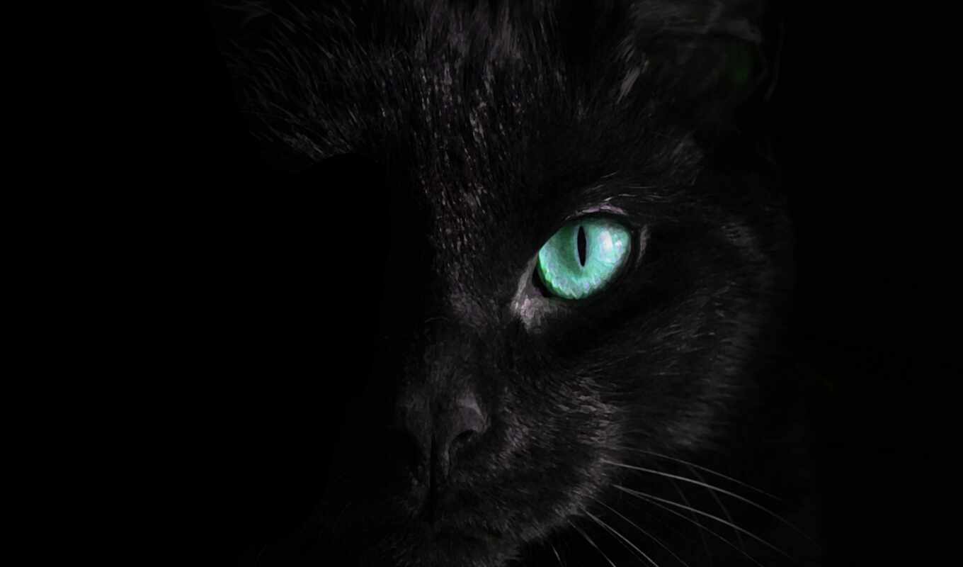black, глаз, кот