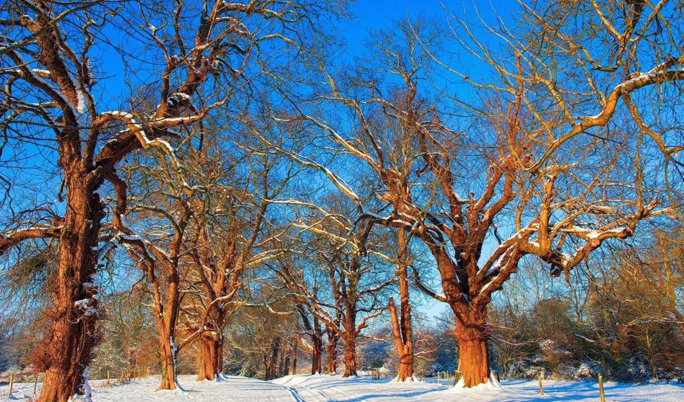 природа, фон, дерево, winter, качество, oir