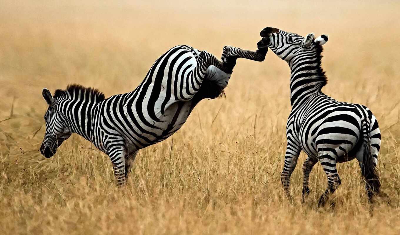 black, white, black, stripe, zebra