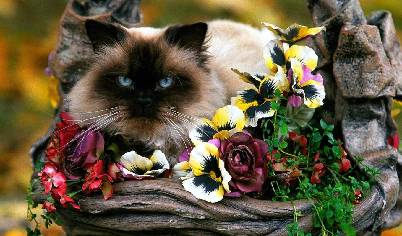 цветы, кот, корзина