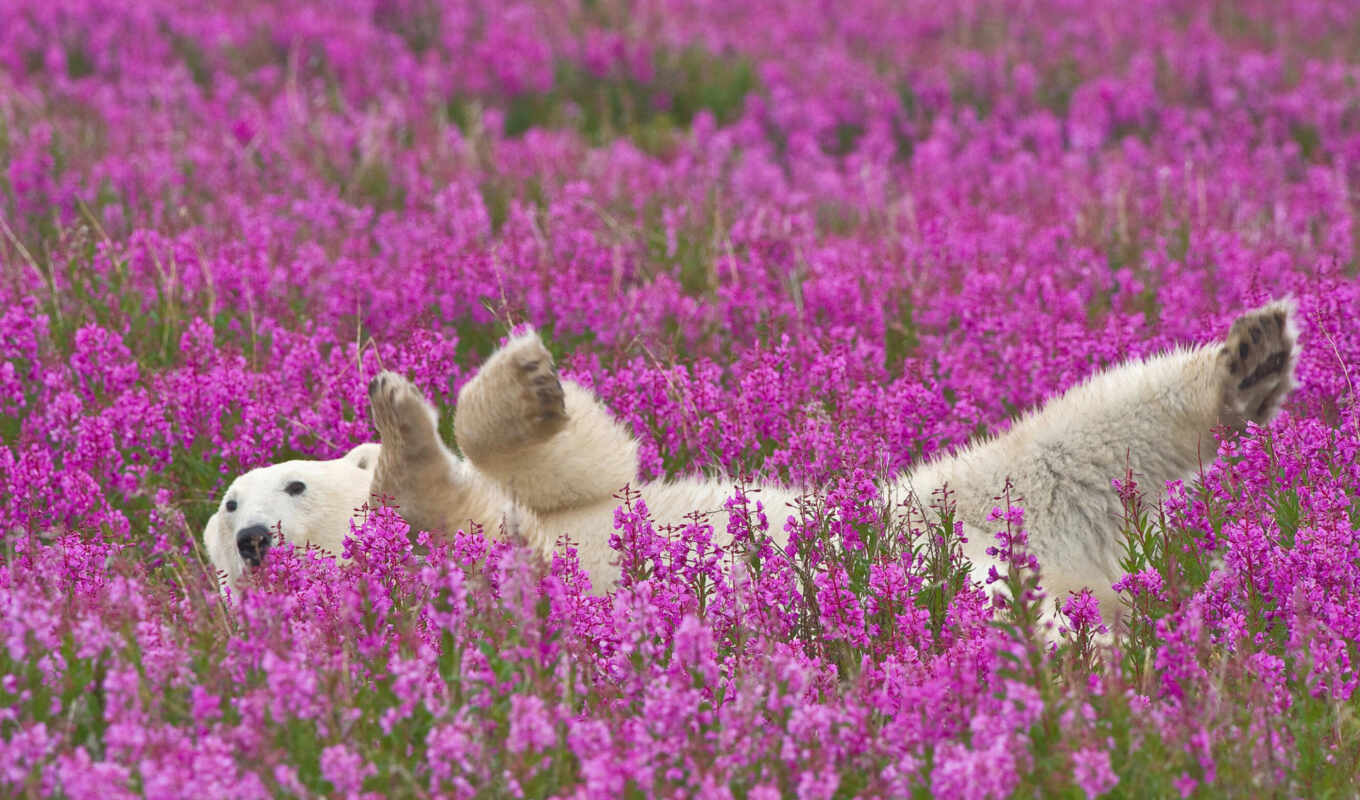 цветы, белый, animals, медведь, цветах, полярный