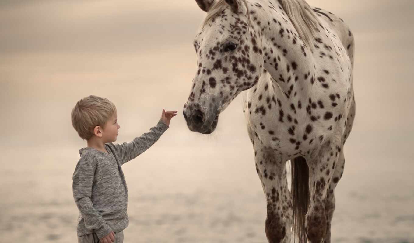 photo, horse, and, pinterest, children, flickr, holy, cosmetic, pferde, butko