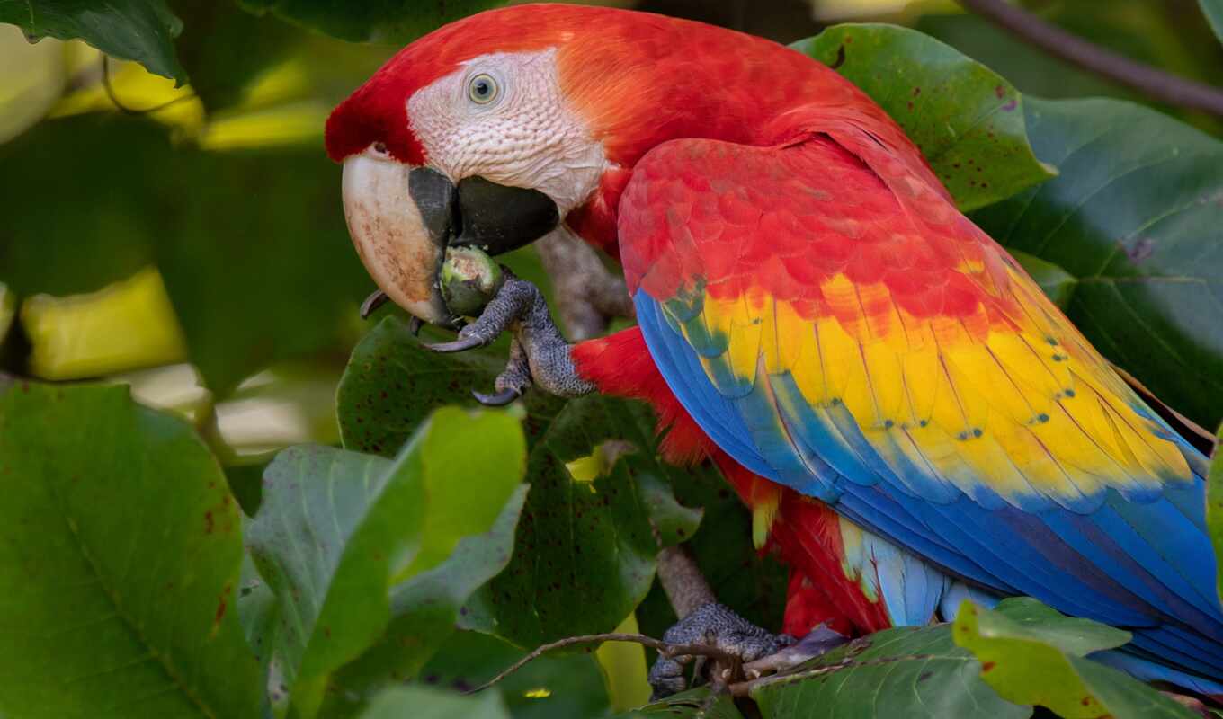 red, птица, попугай, scarlet, leaf, macaw, scare, merah