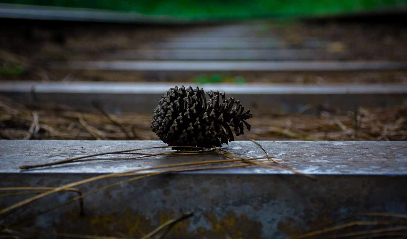 new, gold, more, pine, life, tag, pure, seed, railroad, sleeper, rails