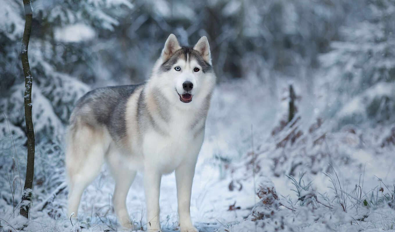 winter, dog, husky