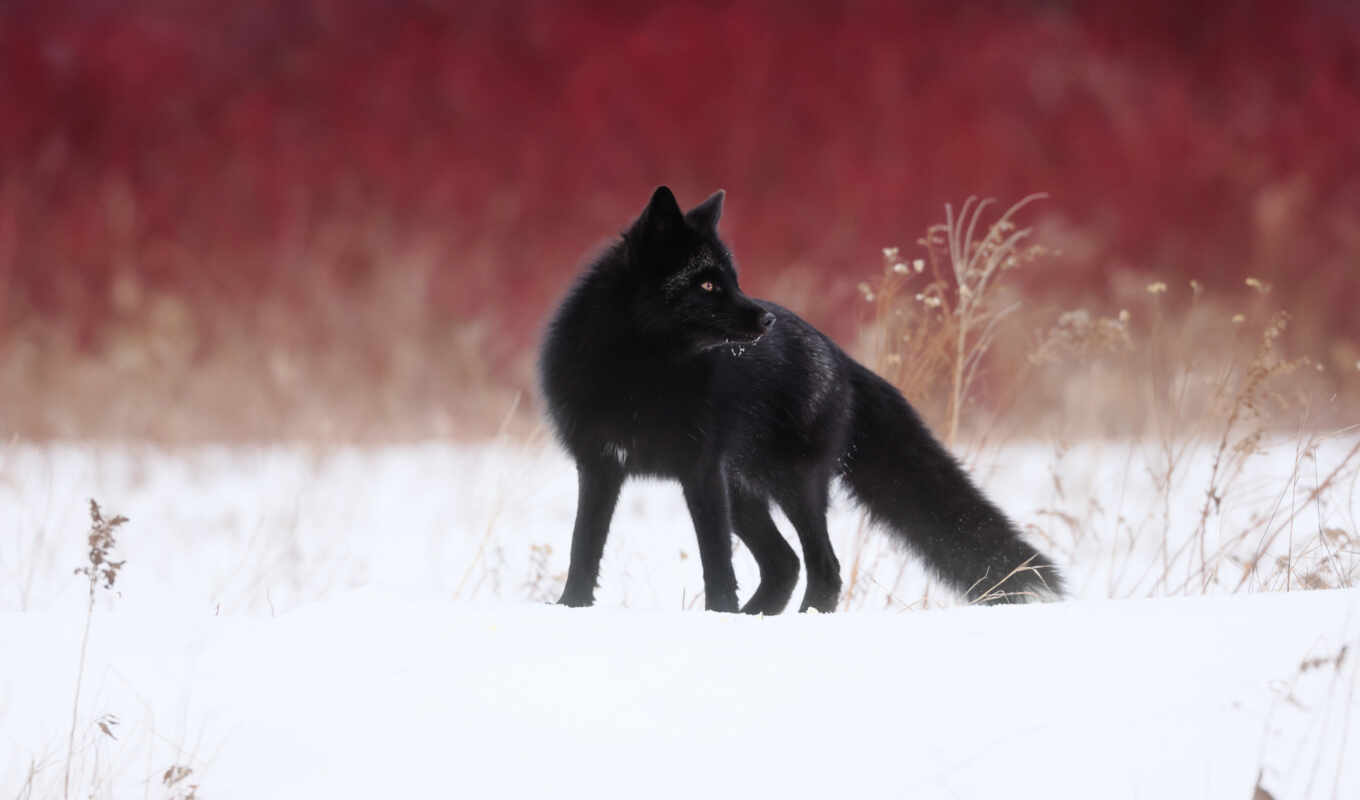 black, snow, fox, wild, animal