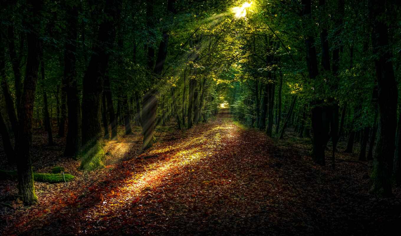 nature, ipad, background, tree, forest, sunlight, autumn, path, id, screensaver, fore