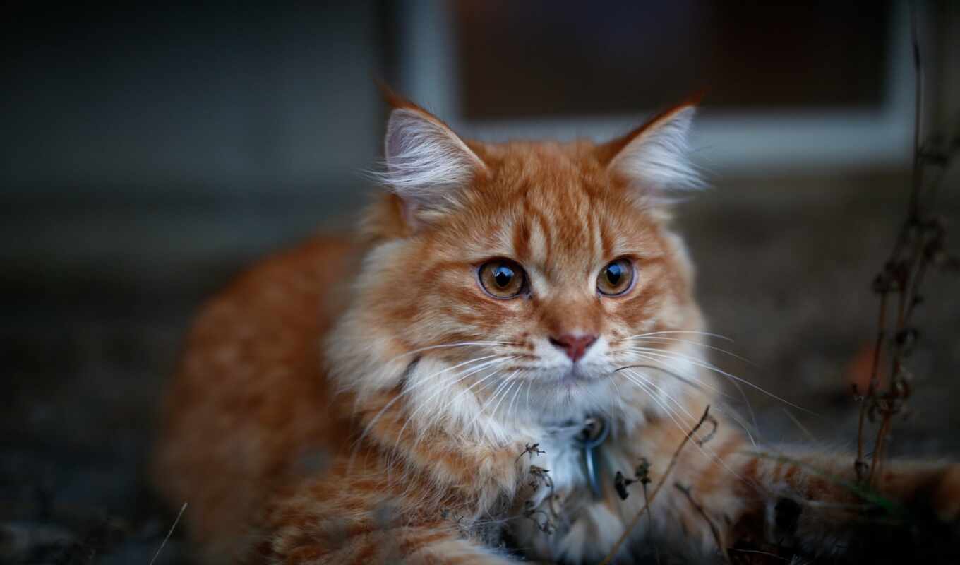 взгляд, red, кот, серьги, кисточка, gato