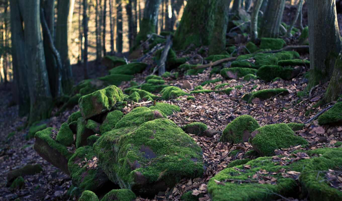 completely, forest, moss, stones, different