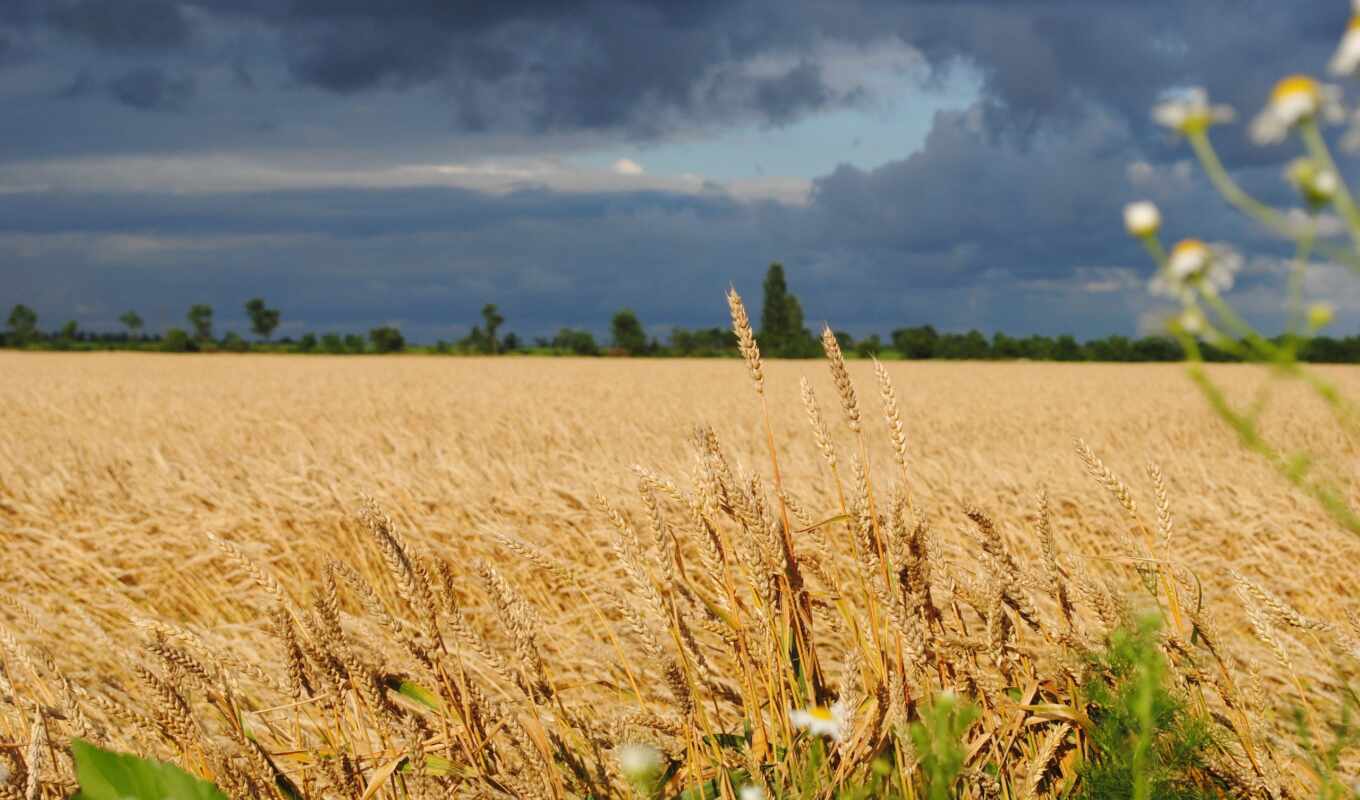 природа, небо, fone, поле, серьги, company, колоски, пшеница, делал, украинское