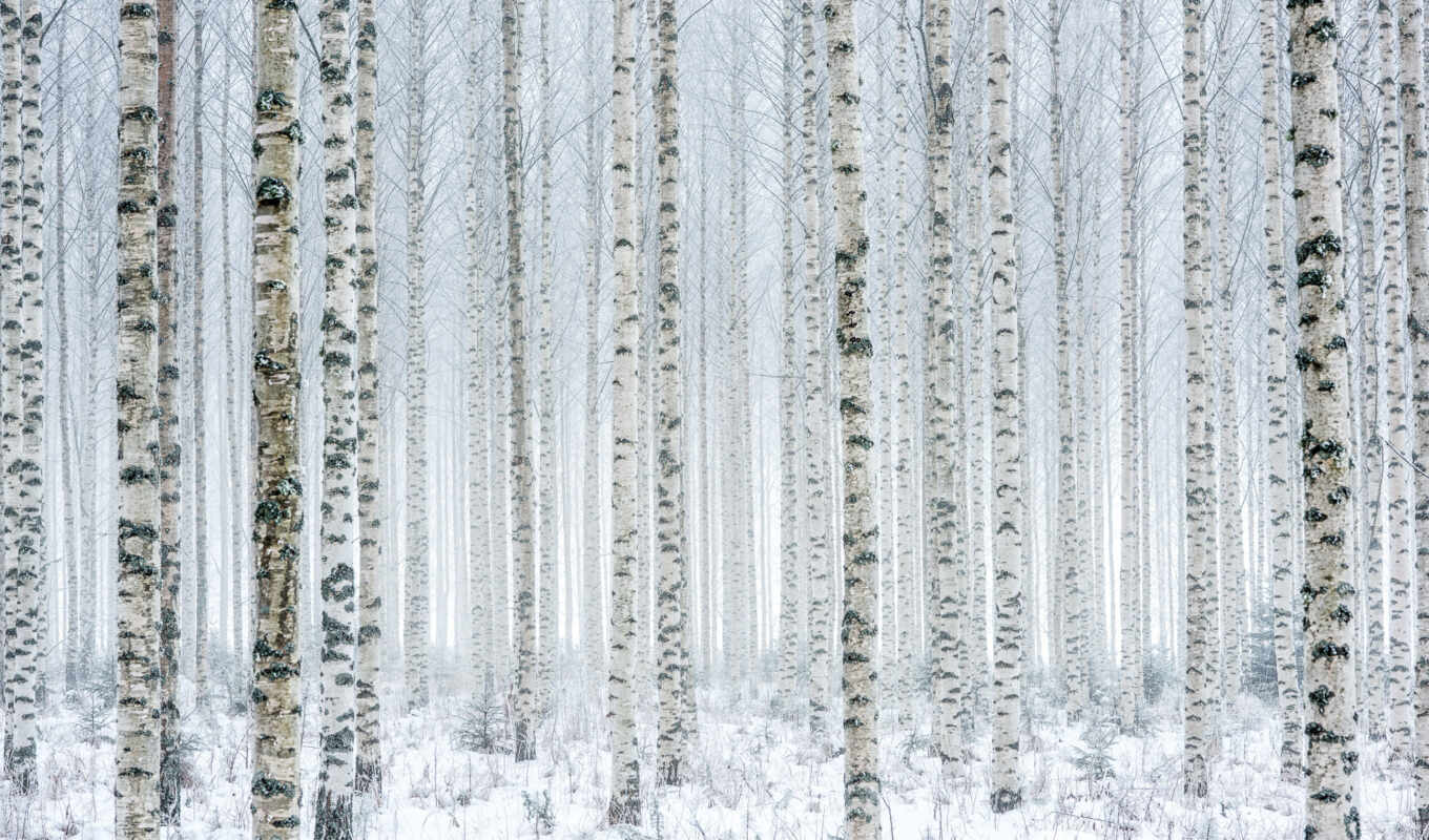природа, дерево, снег, планшетный, bild, день, ствол, natur, береза