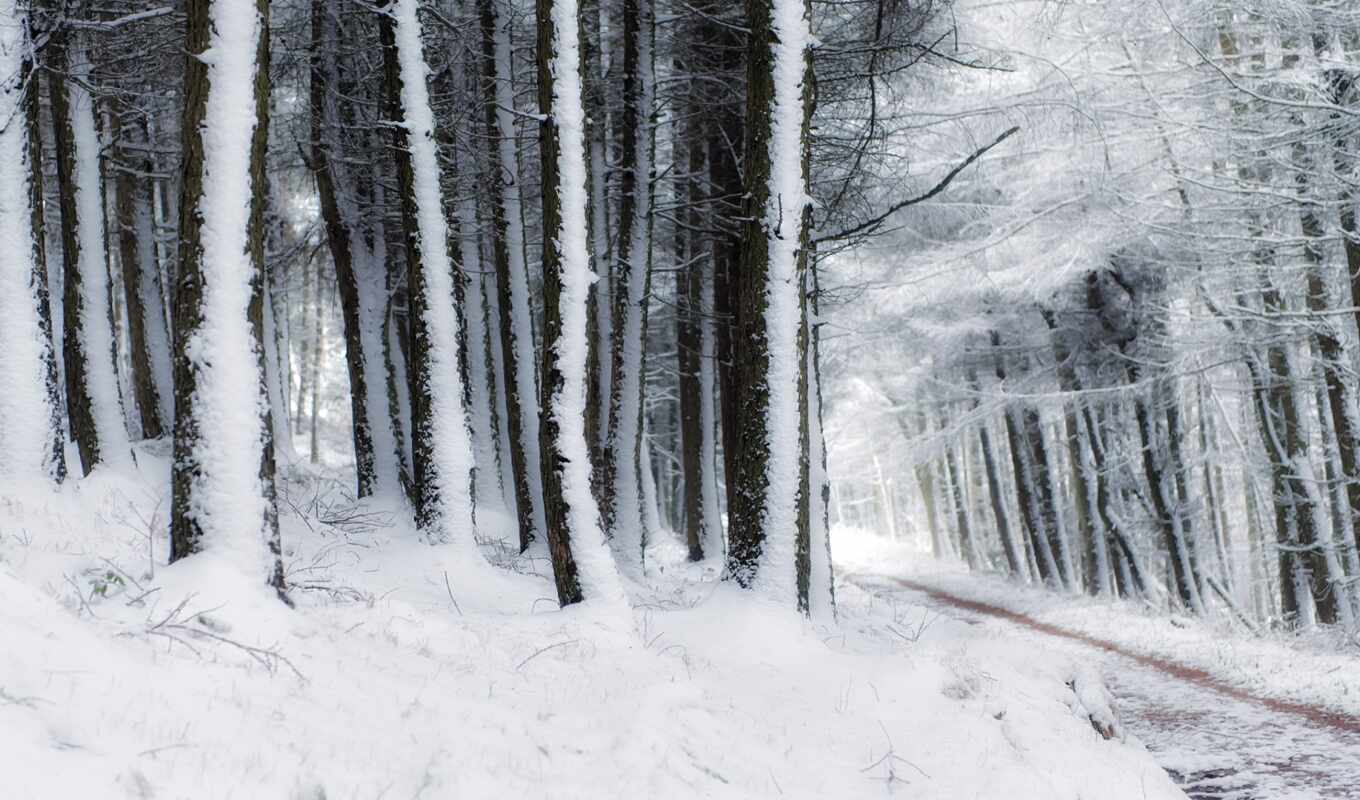 снег, лес, дорога, крилышко