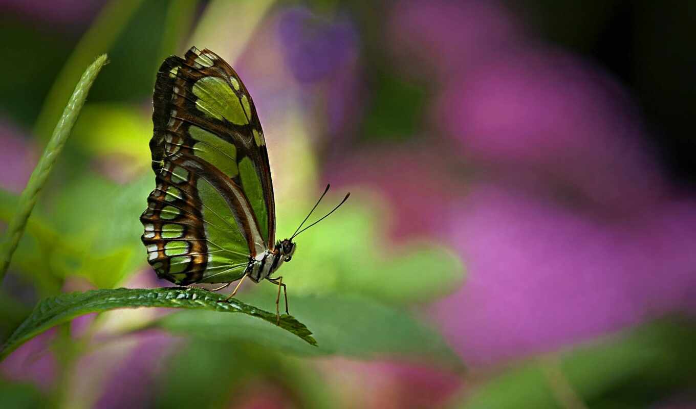 butterfly, beautiful