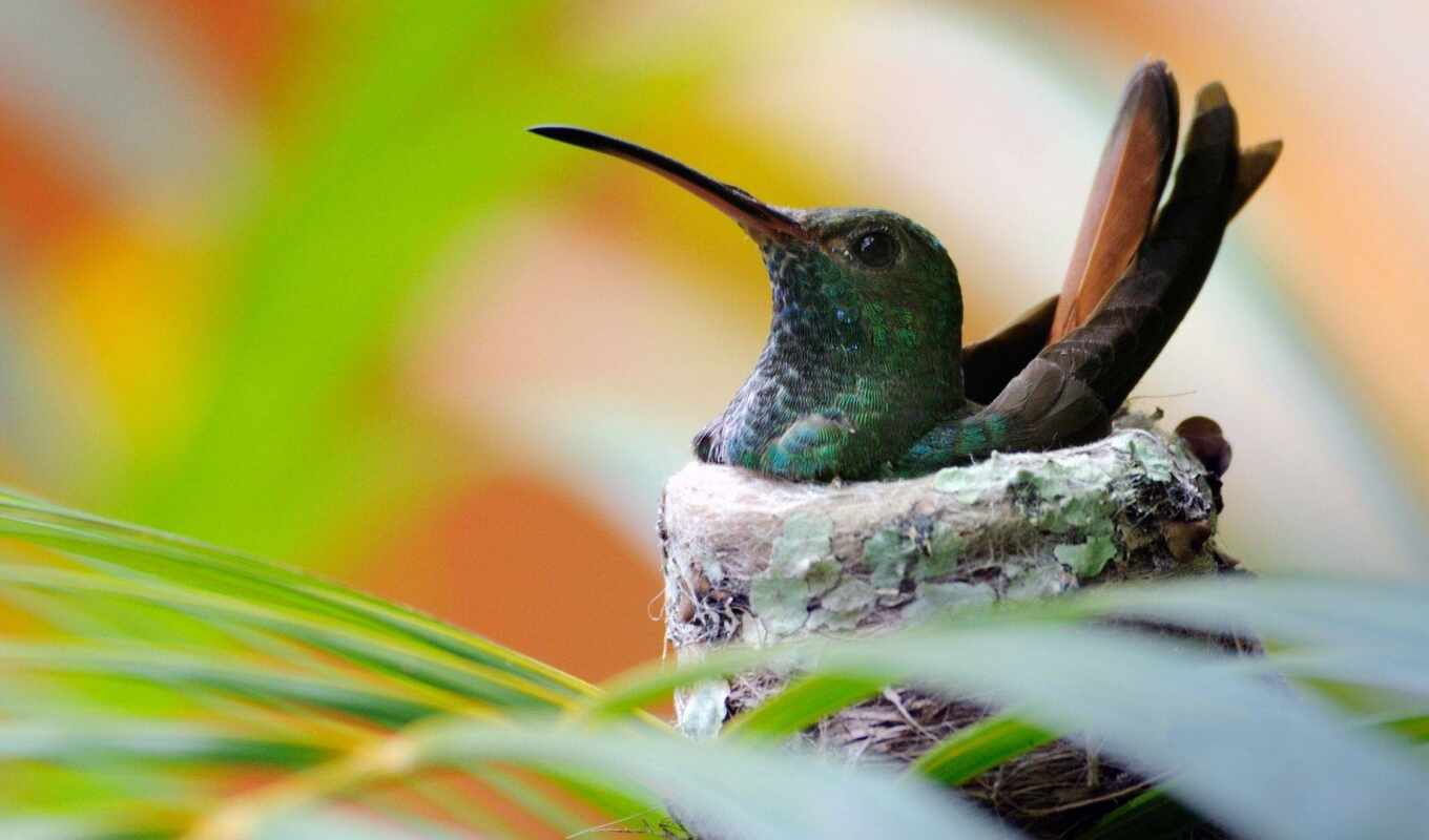 bird, nest, hummingbirds