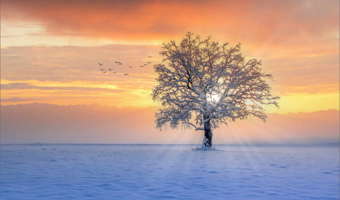 дерево, закат, winter, sunbeam, rare