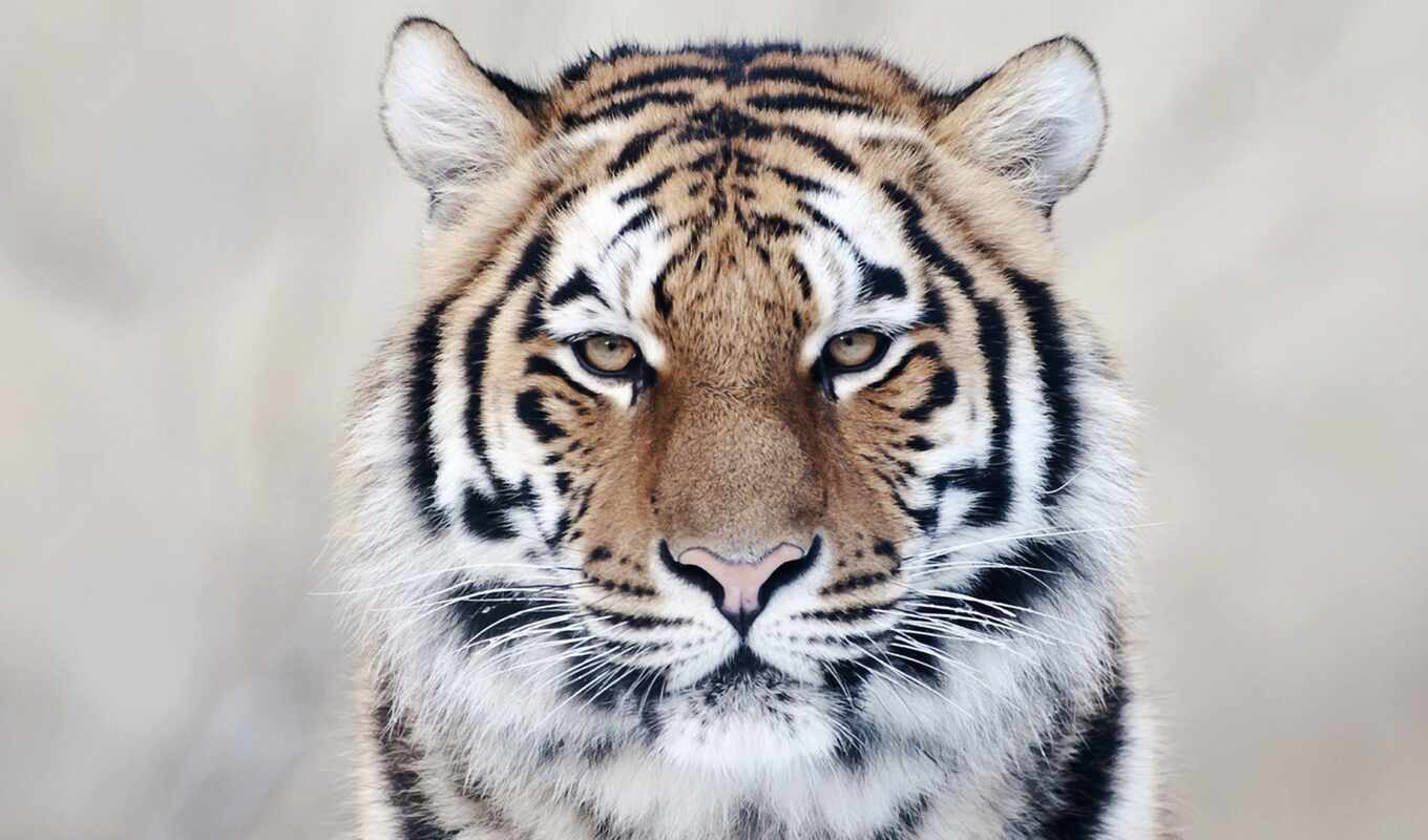 tiger, animal