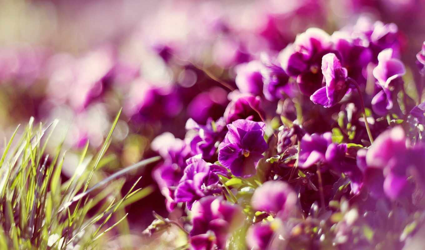 nature, flowers, light, purple, spring, plant, lavender, ray, glare