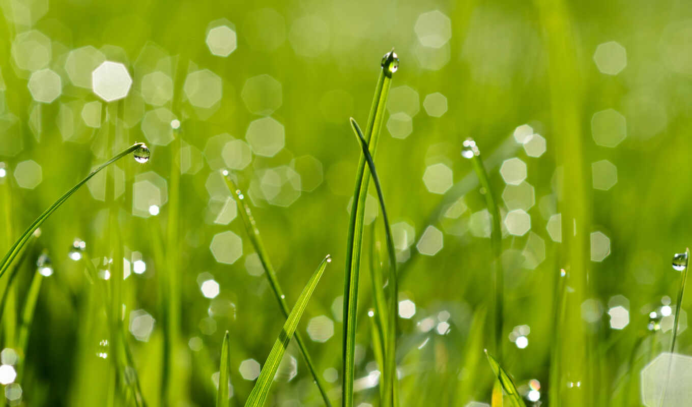 drops, macro, grass, after, rain, wet