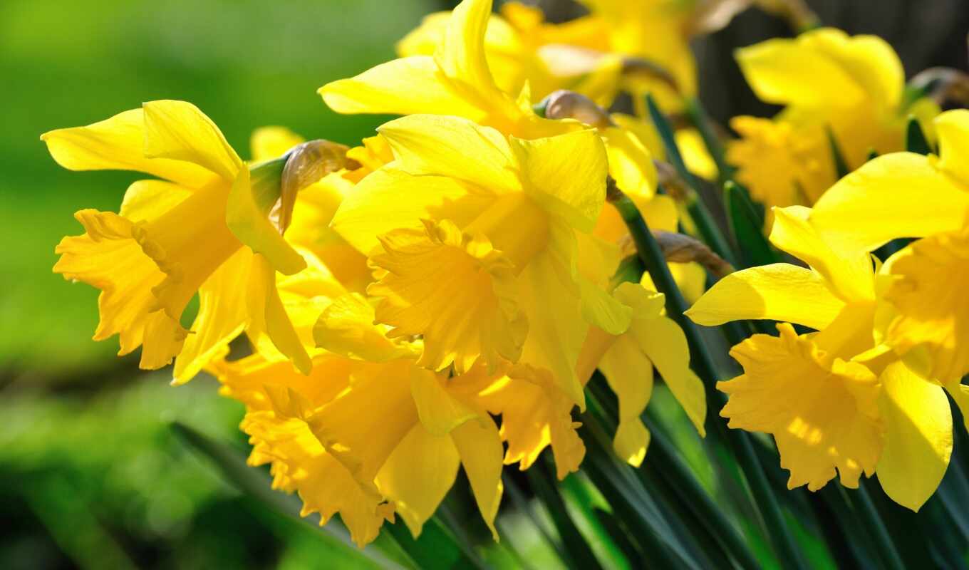 macro, day, yellow, information, quote, beautifully, daffodils, matrioshka, wakes up