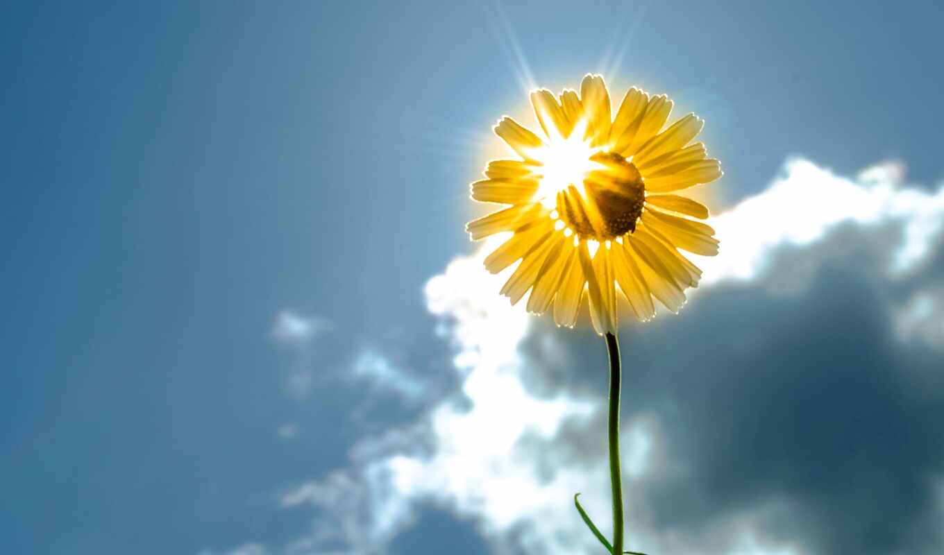 sky, flowers, sun, sunflower, yellow, cvety, flower