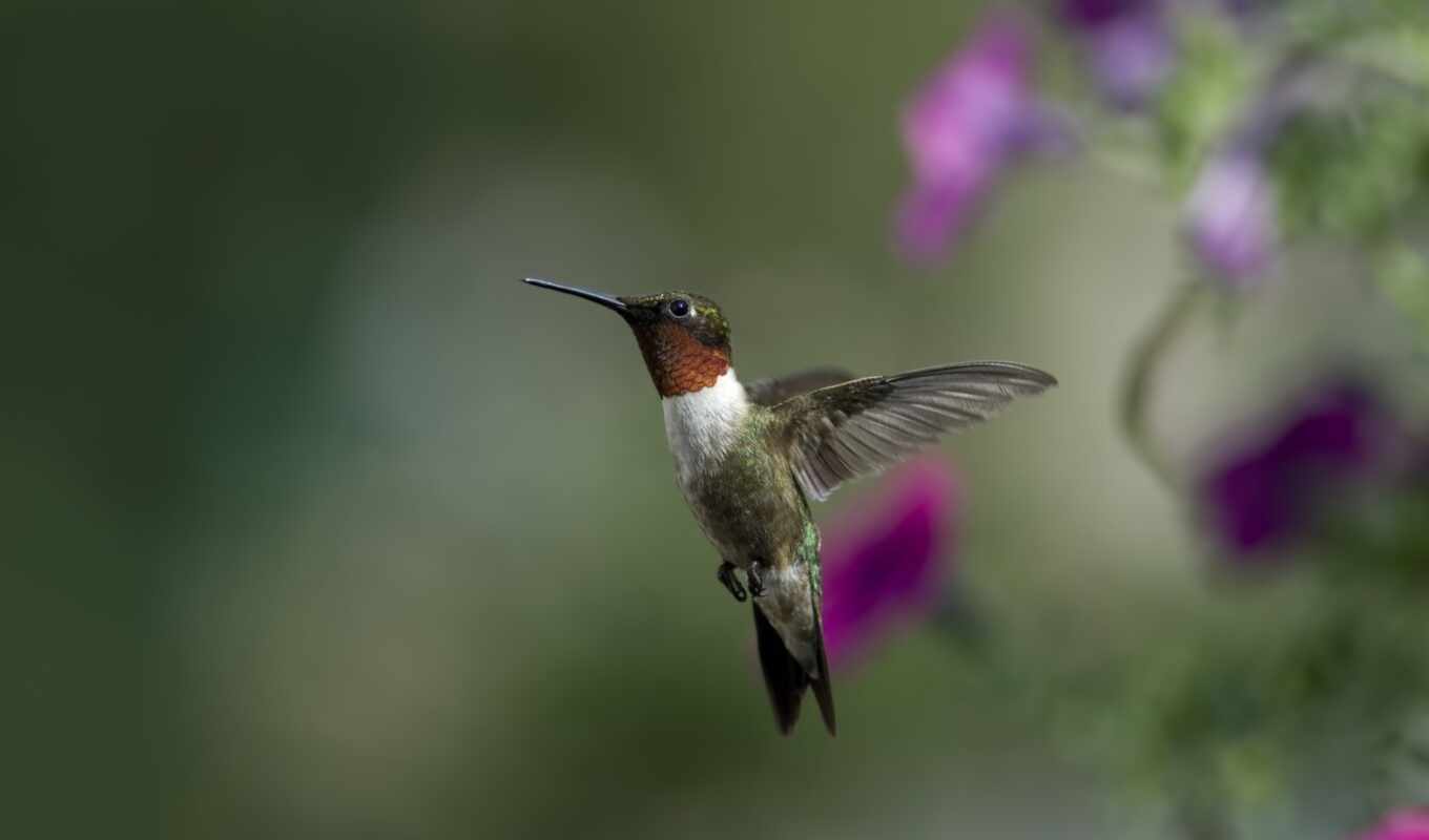 desktop, full, background, animal, Anna, hummingbirds
