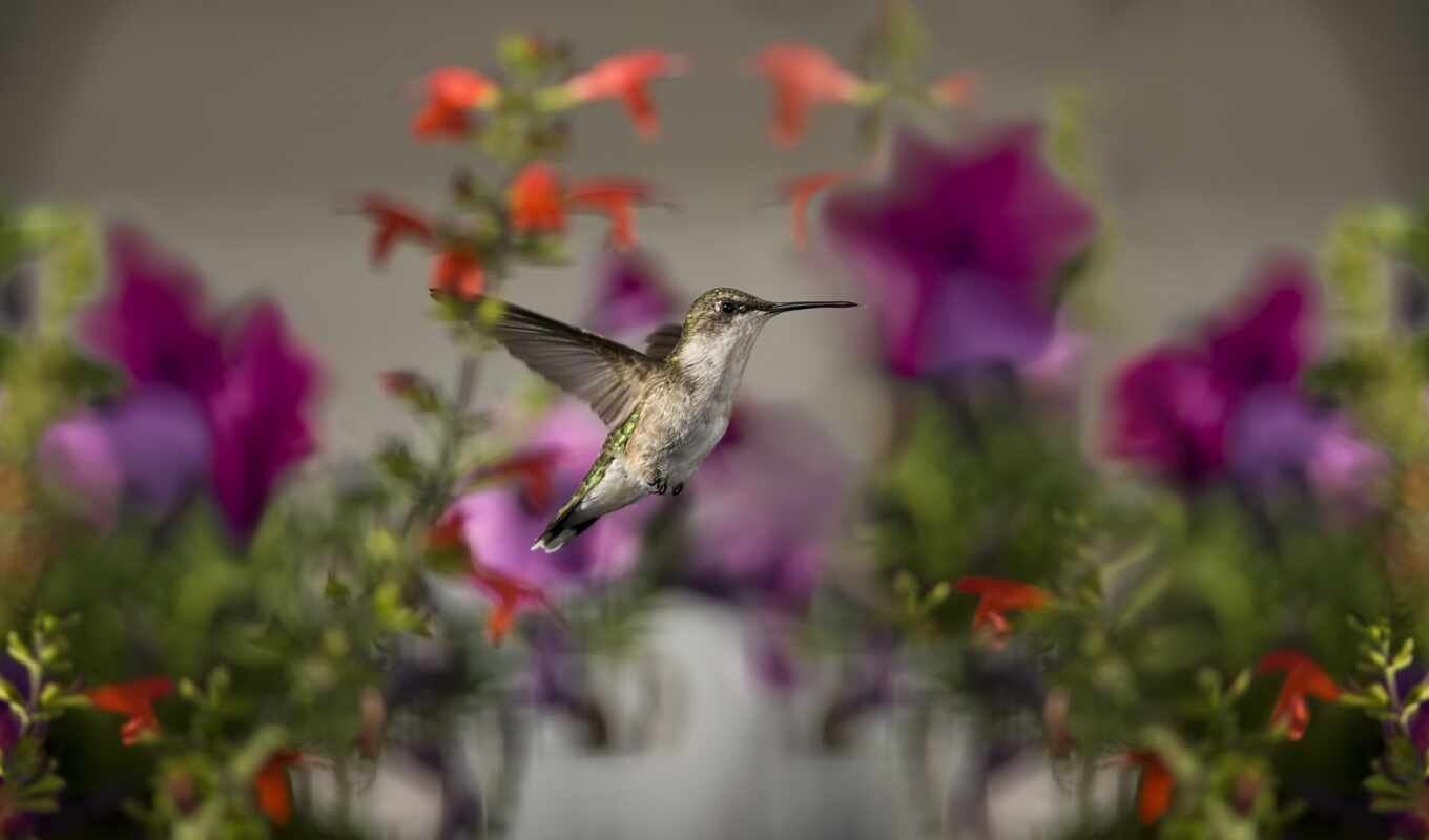 telephone, background, flowers, birds, cvety, column, hummingbirds