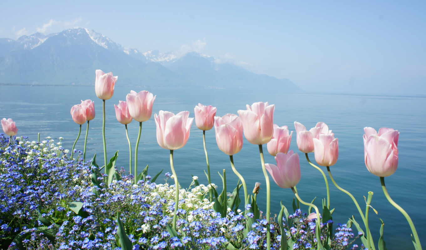 природа, water, тюльпаны, тюльпан, весенние, cvety, горы
